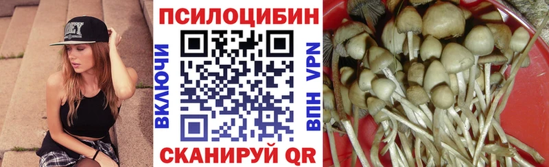 Купить где  Гдов  Галлюциногенные грибы Psilocybine cubensis 